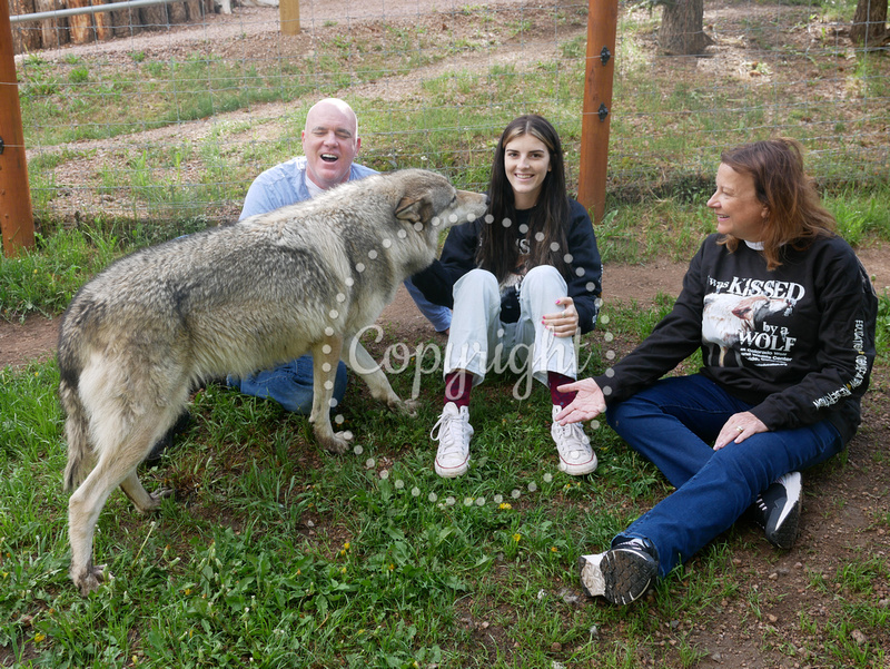 Colorado Wolf And Wildlife Center Events 5517