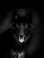 Wolf Photos for Customization